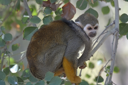 March 17, 2013<br>Nikon V1 with 300F4 at the Phoenix Zoo.<br>